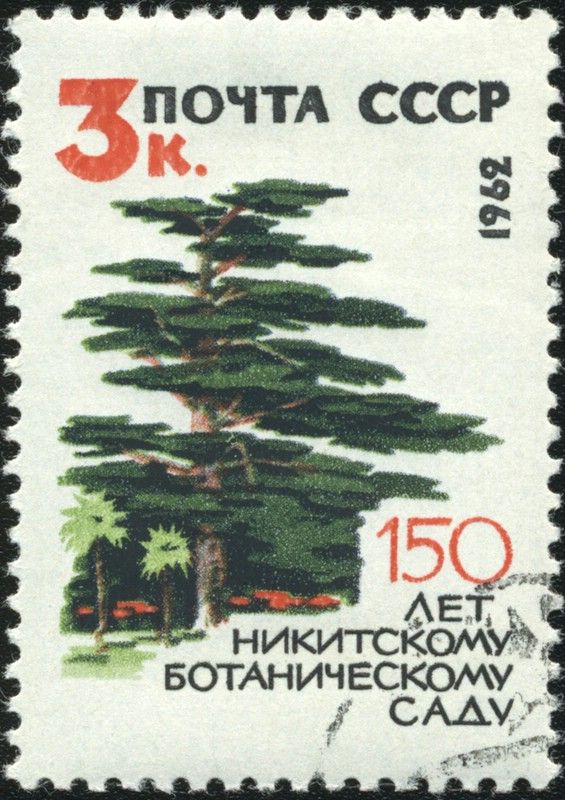 Lebanese Cedar