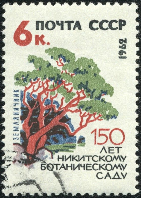 Strawberry Tree