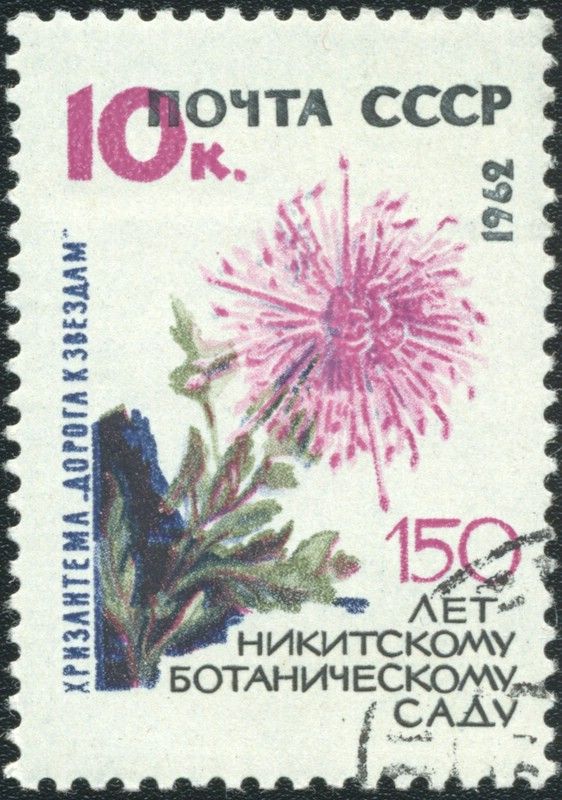 Chrysanthemum "Way to the Stars" 
