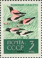 Rosy Starling (Sturnus roseus)