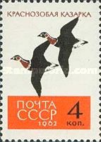 Red-breasted Goose (Branta ruficollis)