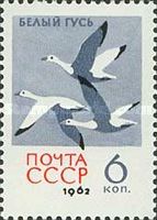 Snow Goose (Anser caerulescens)