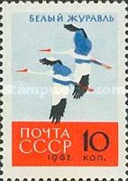 Siberian Crane (Grus leucogeranus)