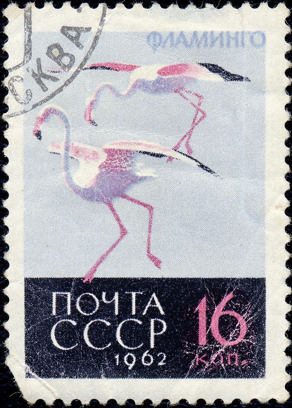 Greater Flamingo (Phoenicopterus roseus)