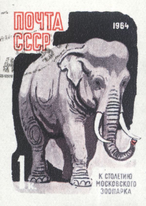 Asian Elephant (Elephas maximus)