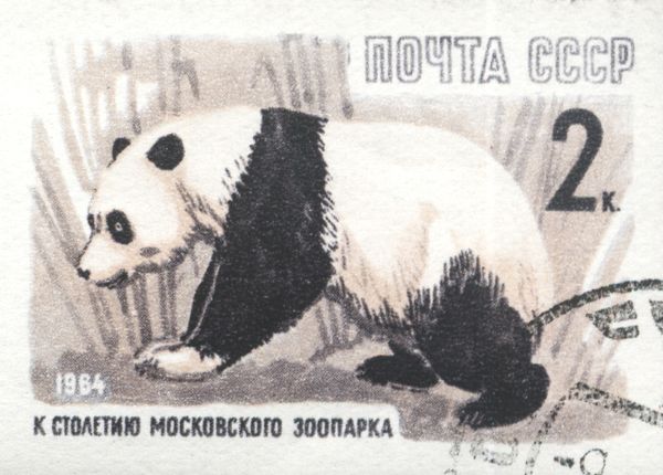 Giant Panda (Ailuropoda melanoleuca)