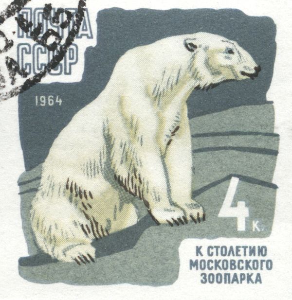 Polar Bear (Ursus maritimus)
