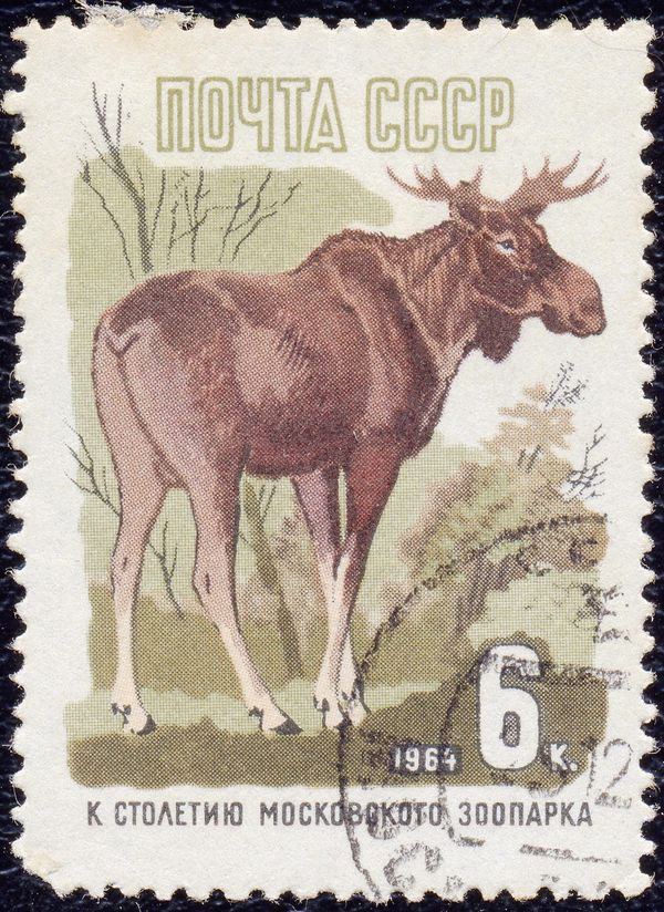 Moose (Alces alces)