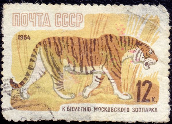 Bengal Tiger (Panthera tigris tigris)