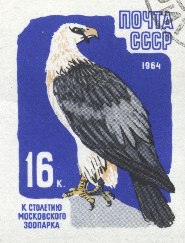 Lammergeier (Gypaetus barbatus)