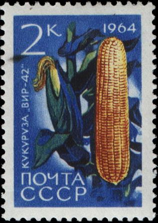 Maize (Zeya mais)