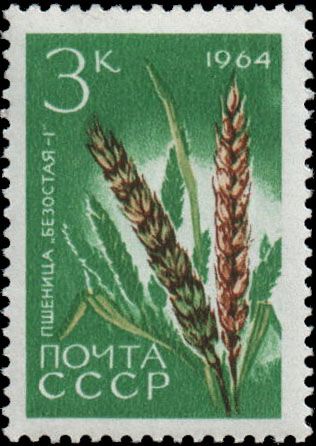 Wheat (Triticum aestivum)