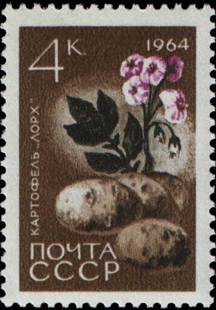 Potatoes (Solanum tuberosum)