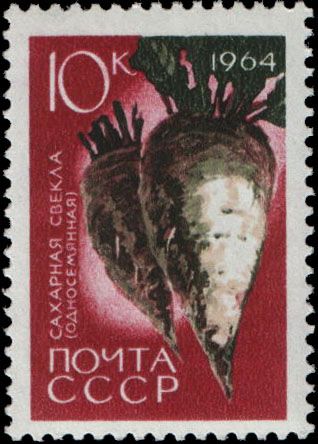 Sugar Beet (Beta vulgaris)