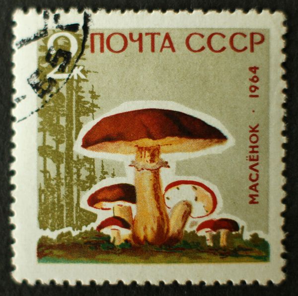 Butter Mushroom (Boletus luteus)
