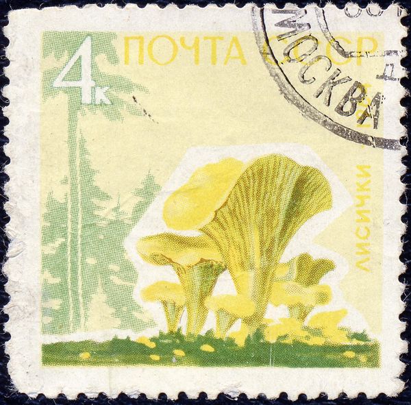 Chanterelle (Cantharellus cibarius)
