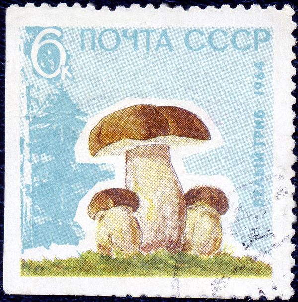 Cep (Boletus edulis)