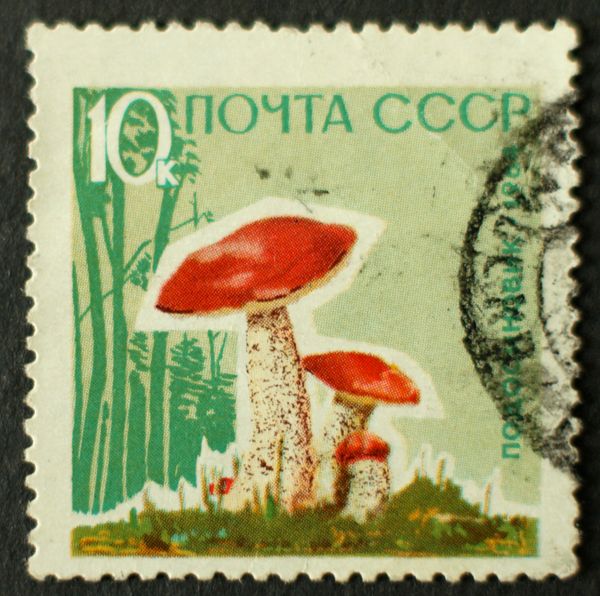 Red-capped Scaber Stalk (Leccinum aurantiacum)