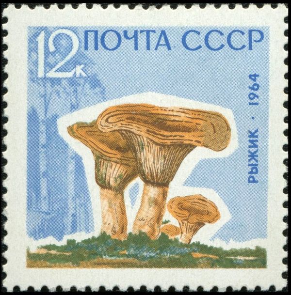 Saffron Milk Cap (Lactarius deliciosus)