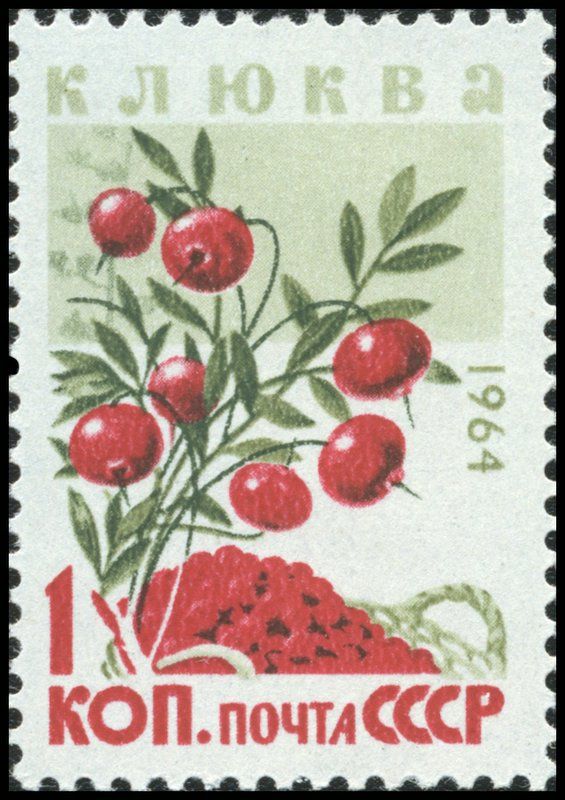 Cranberries (Vaccinium oxycoccos)
