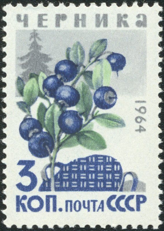 Bilberries (Huckleberries) (Vaccinium myrtillus)