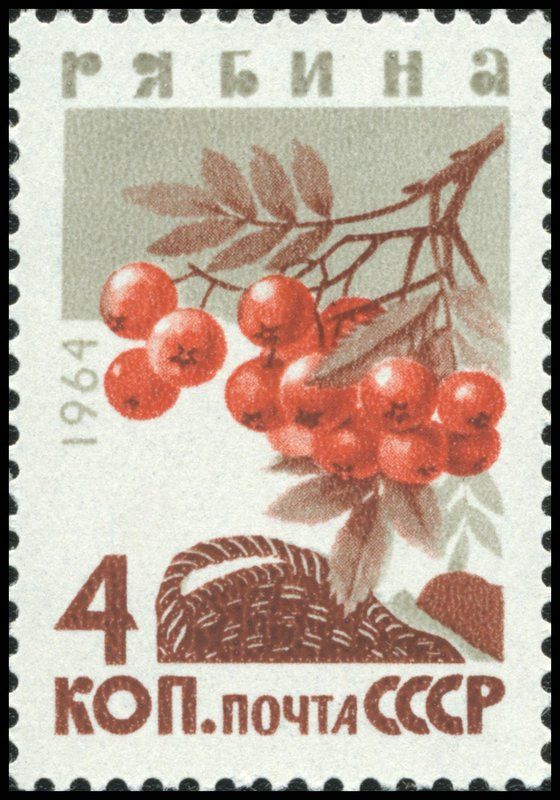 Rowanberries (Sorbus aucuparia)