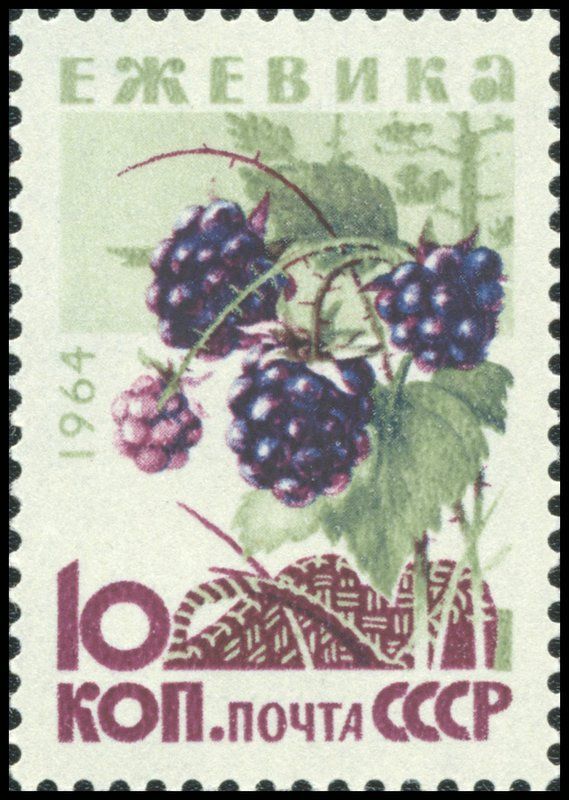Blackberries (Rubus fruticosus)