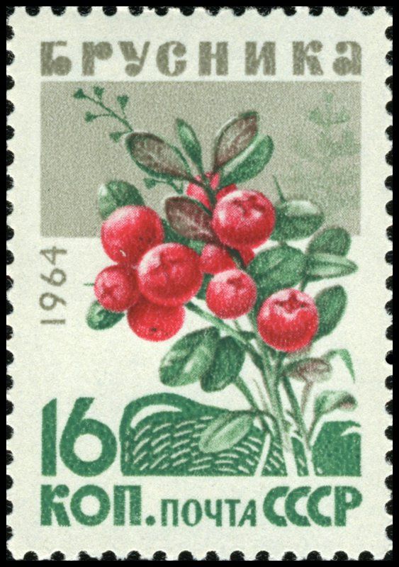 Lingonberries (Vaccinium vitis-idaea)