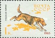 Russian Scent Hound (Canis lupus familiaris)