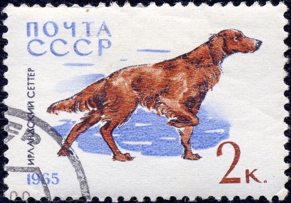 Irish Setter (Canis lupus familiaris)