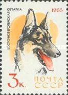 East European Shepherd (Canis lupus familiaris)