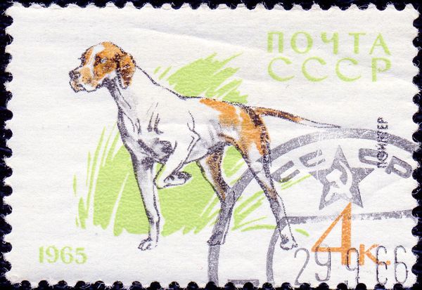 Pointer (Canis lupus familiaris)