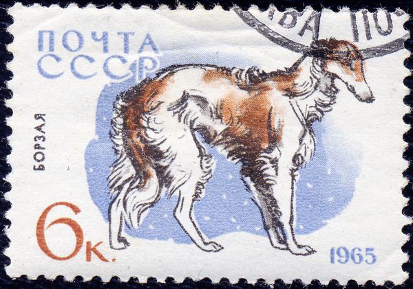Borzoi (Canis lupus familiaris)