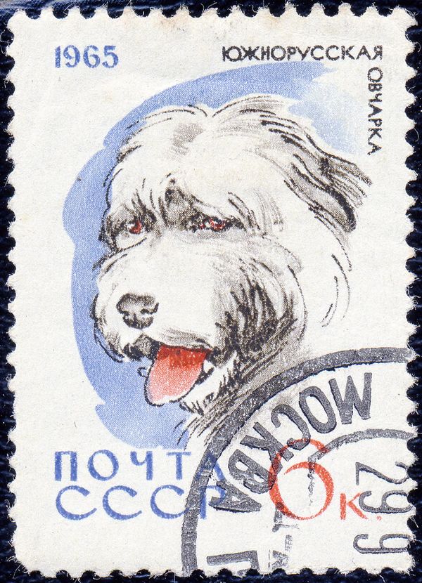 South-Russian Sheepdog (Canis lupus familiaris)