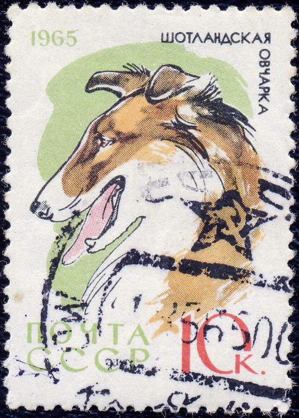 Collie (Canis lupus familiaris)