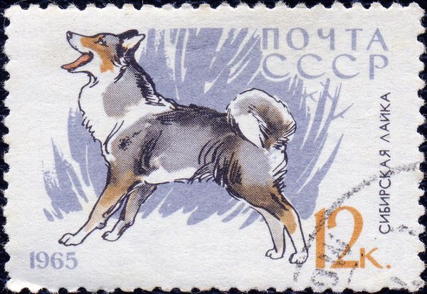East Siberian Laika (Canis lupus familiaris)