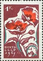 Poppies