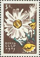 Camomile