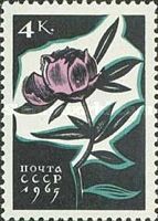 Peony