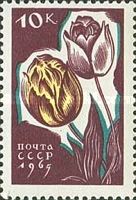 Tulips
