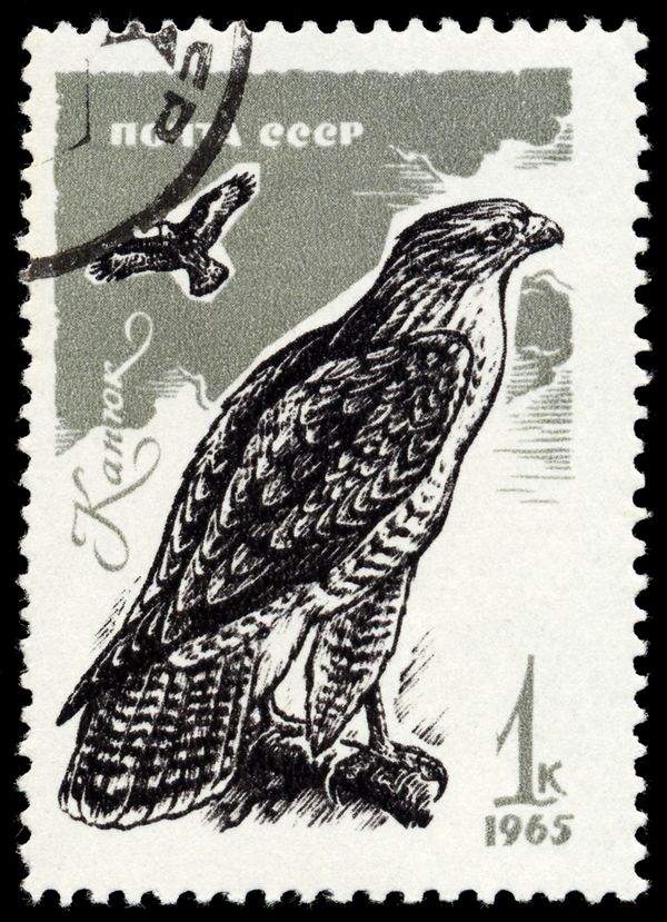 Common Buzzard (Buteo buteo)