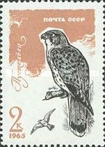 Common Kestrel (Falco tinnunculus)