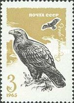 Steppe Eagle (Aquila nipalensis)
