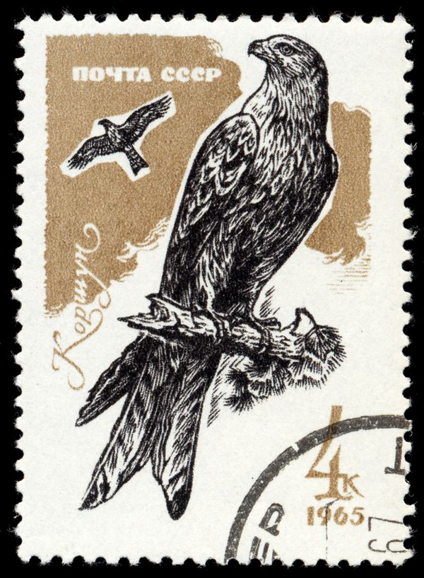 Red Kite (Milvus milvus)