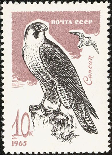 Peregrine Falcon (Falco peregrinus)