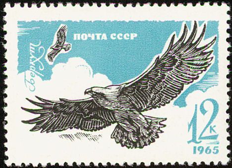 Golden Eagle (Aquila chrysaetos)