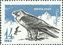 Bearded Vulture (Gypaetus barbatus)