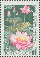 Pink Lotus (Nelumbo nucifera) - Розовый лотос