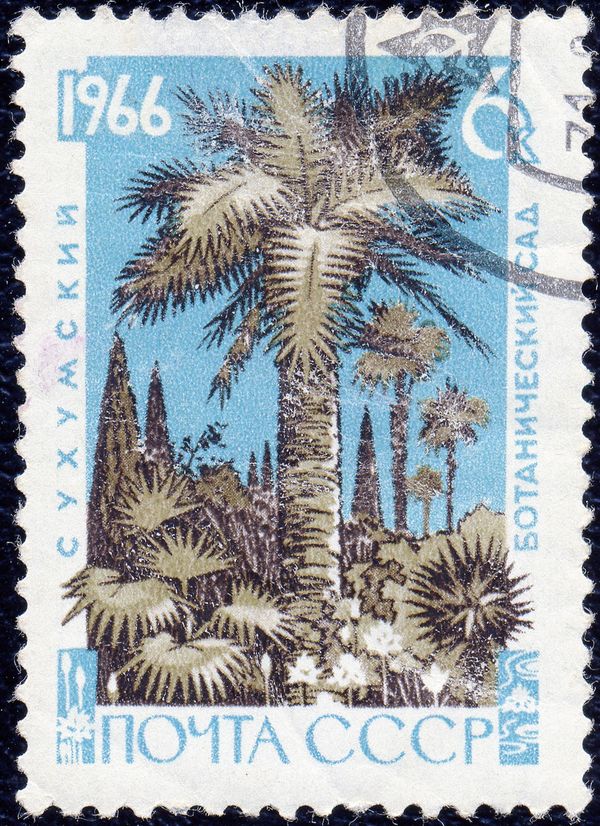 Palms and Cypresses - Слоновая пальма
