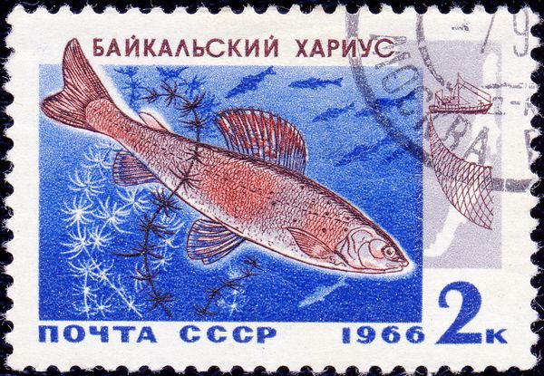 Baikal Black Grayling (Thymallus baicalensis)